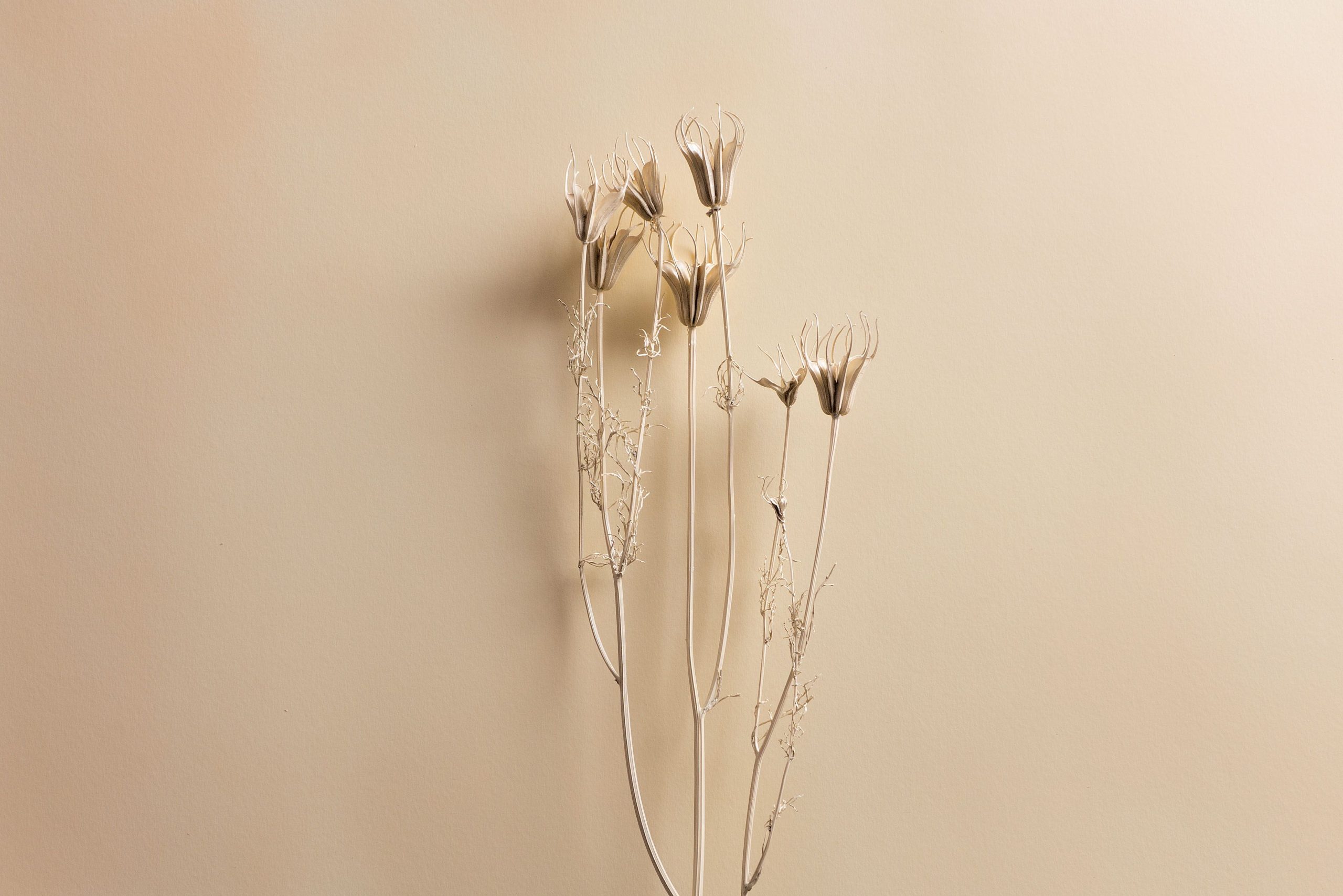 Fleurs séchées minimalistes sur fond beige clair